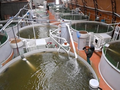 В 2022 году в хозяйствах Калужской области вырастили 843 тонны рыбы