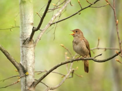 Орнитологи позвали калужан участвовать в акции «Соловьиные вечера»