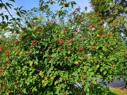 В Калужской области сохранится прохладная погода