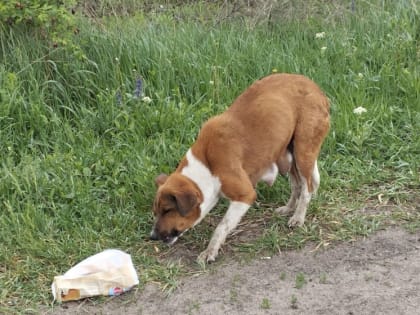 Обнинские волонтеры рассказали о четвероногом друге, который преданно ждет их «за ленточкой»