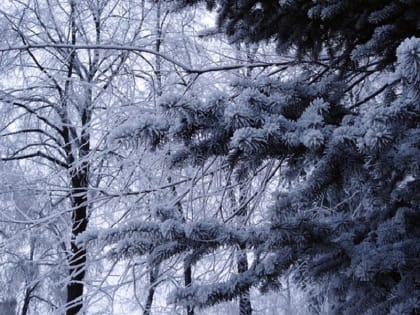 Легкий морозец и небольшой снег ожидаются в Калужской области