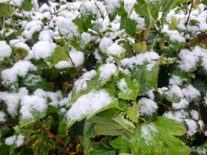 Ночные морозы прогнозируют в Калужской области