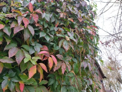 В Калуге прогнозируют дожди