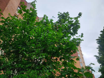 В Калужской области прогнозируют дожди