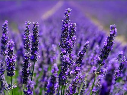 В Калужской области в воскресенье будет жарко