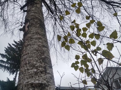 Пасмурная погода ожидается в Калужской области