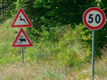 С начала года на дорогах Калужской области сбили 125 диких животных