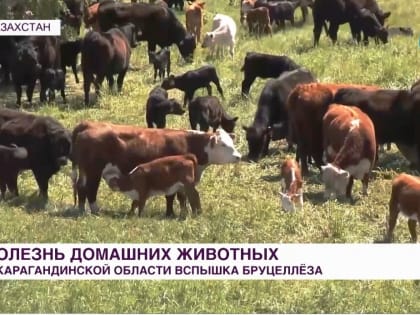 В Карагандинской области Казахстана зафиксирована вспышка бруцеллеза. Видео