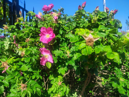 Жаркая погода ждет Калужскую область