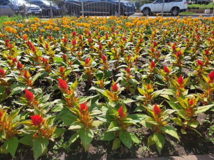 В Калужской области ожидаются теплые выходные