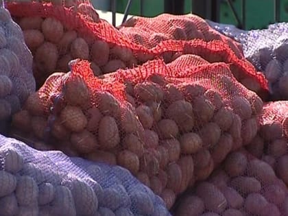 Картофель и яблоки подорожали в Калужской области