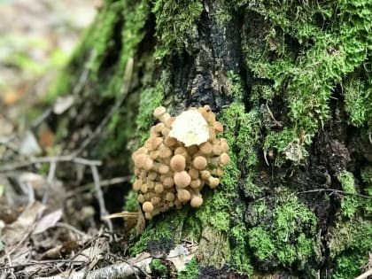 До 10 человек выросло количество отравившихся грибами калужан