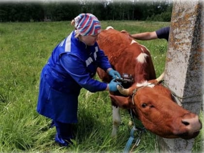 В Калужской области сохраняется стабильная эпизоотическая ситуация