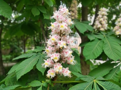 В Калужской области неделя начнется с дождей