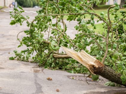 В Обнинске этой ночью повалило только одно дерево