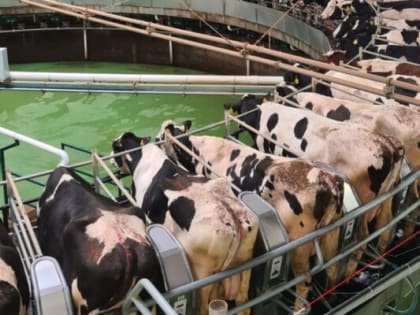 В Калужской области на 6% вырос объем производства в сельском хозяйстве