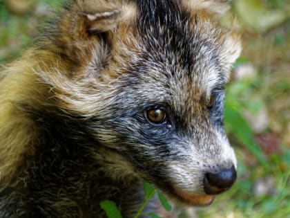 Под Калугой нашли труп, зараженной бешенством, енотовидной собаки