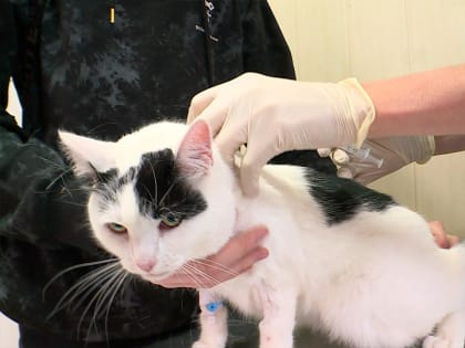 Жителям региона напоминают о важности вакцинации животных против бешенства