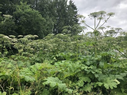 В Людиновском районе от борщевика обработали 20 га земель