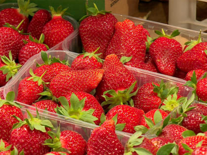 Майские заморозки не повлияли на урожай клубники в Калужской области