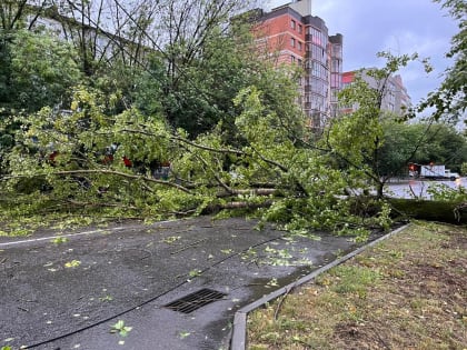 В Калуге полностью блокирован проезд по улице Максима Горького из-за рухнувшего дерева