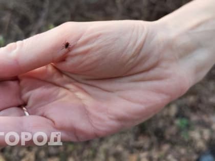 В Калужской области за неделю от укусов клещей пострадали более 300 человек