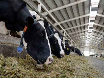 Памятка для населения по ящуру