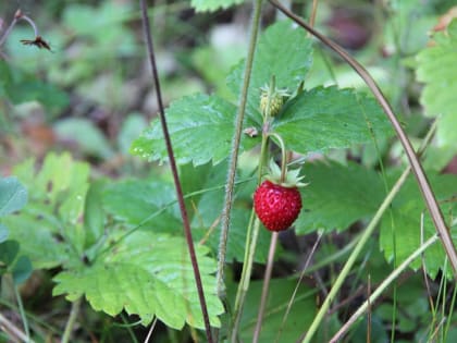 В Калужской области в понедельник будет ясно