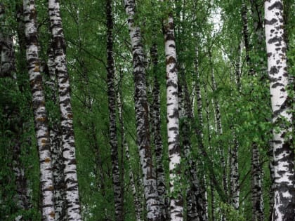 Станции мониторинга атмосферы под Калугой установили превышение показателей