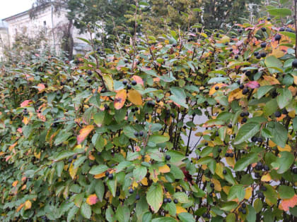 Сильные дожди прогнозируют в Калуге