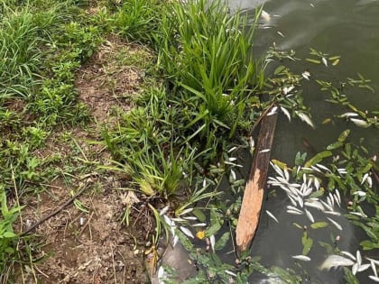 Прокуратура начала проверку после массовой гибели рыбы в Жукове