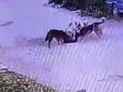 В Калуге стая бездомных собак растерзала кошку