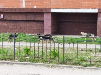 В Калуге стая бродячих собак напала на ребёнка