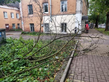 В Калуге из-за сильного ветра упали 22 дерева