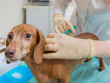 В Обнинске идет бесплатная вакцинация от бешенства