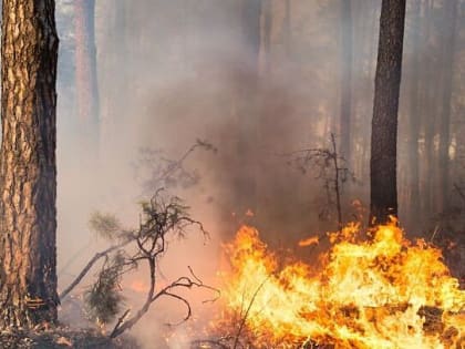 Общая площадь возгораний в лесах Калужской области уже составила 1,7 га