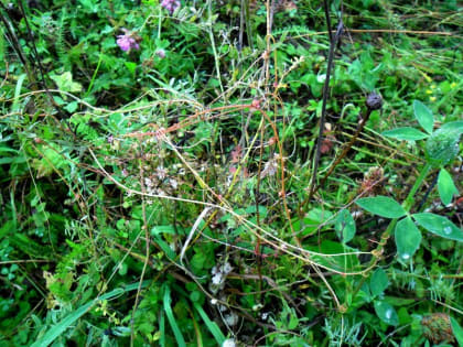 На 116 га полей в Калужской области снят карантин по повилике