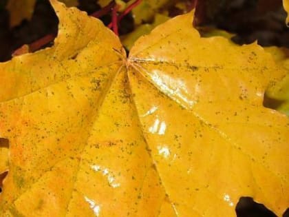 К выходным в Калуге станет теплее