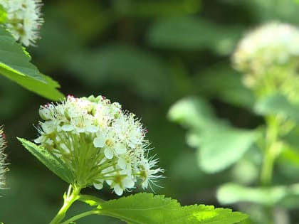 Теплые будни и холодные выходные ждут калужан на этой неделе