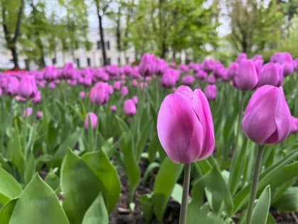 В Калуге будет солнечно и прохладно