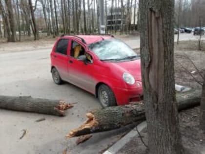 Горожане терпеливые, а гнилые деревья – нет!