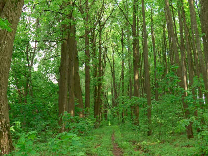 Особый противопожарный режим отменен в Калужской области