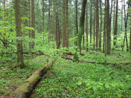 «Зелёный наряд» наукограда требует внимания