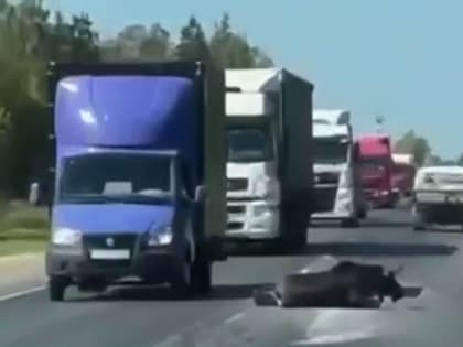 Под Калугой насмерть сбили двух лосей