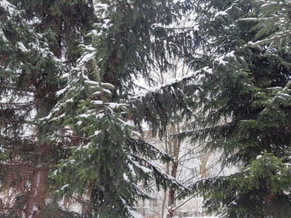 Дождь со снегом прогнозируют в Калужской области