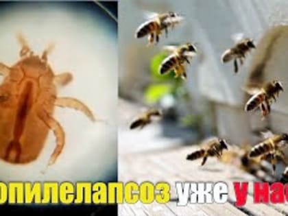 "Тропи" угрожает пчёлам