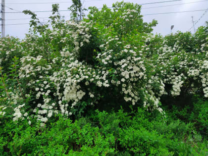 В Калужской области прогнозируют облачную погоду