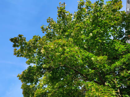 В Калужской области потеплеет на выходных