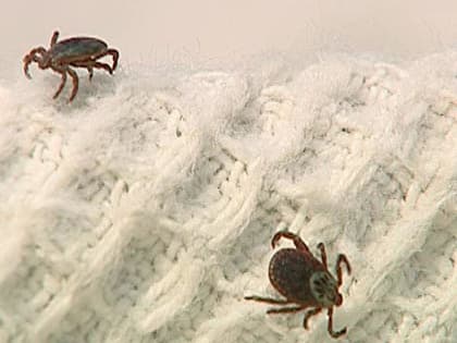 За неделю 203 жителя региона пострадали от укусов клещей