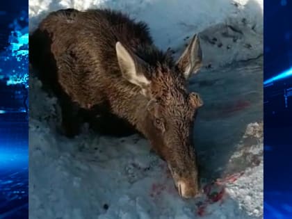 Калужский охотовед спас тонущего в Оке лосенка